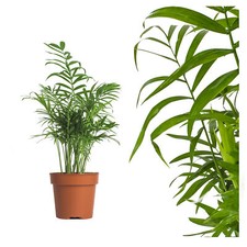 echte Bergpalme Zimmerpflanze Chamaedorea elegans - luftreinige Salonpalme