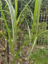 6 x Riesen Chinaschilf, ideal als Hecke und Sichtschutz, Miscanthus giganteus