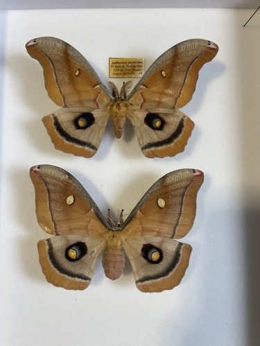 Entomologie*Antheraea