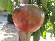 Black from Tula schwarze Tomate alte russische Sorte Fleischtomate mittelfrüh