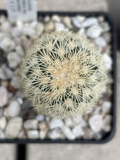 Echinocereus grandis MAO144