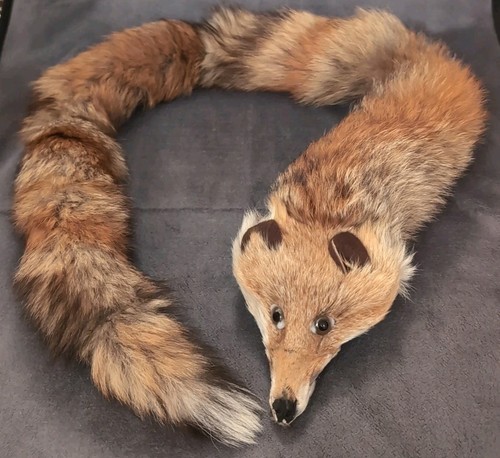 Echter fuchs pelz - fuchs, zum