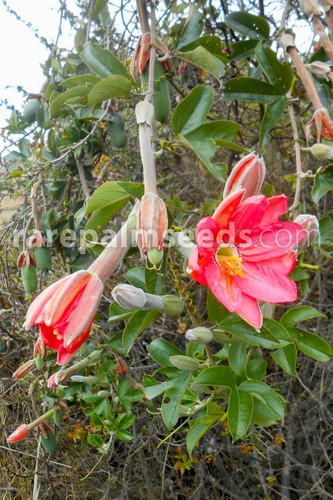 Passiflora mixta die - mixta,