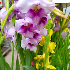 @ (◕‿◕)\@ Gladiolus -