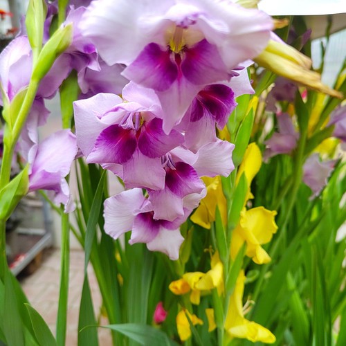 Gladiolus - (◕‿◕)\@,