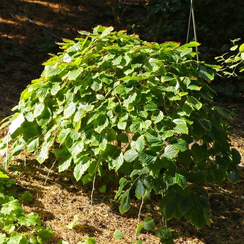 Japanische zaubernuss pendula - zaubernuss,
