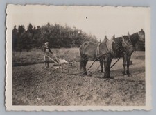 Agriculture farmer horse team - agriculture,