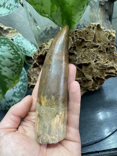 3cm langer zahn des - 14,3cm,