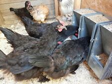 FUTTERAUTOMAT Geflügel, Hühner,Enten, Küken 6  kg aus METALL / VERZINKT