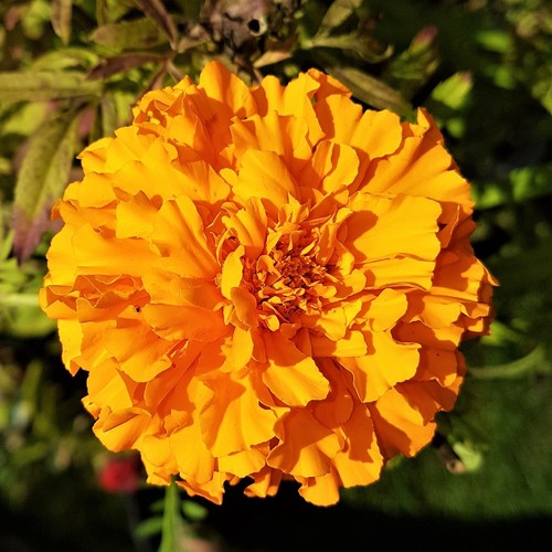 Tagetes versch farben - tagetes, versch.