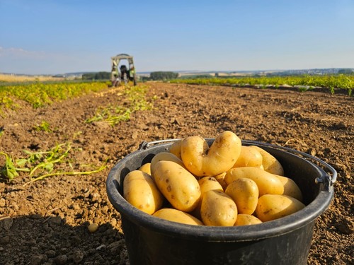 Kartoffeln anuschka - kartoffeln,,