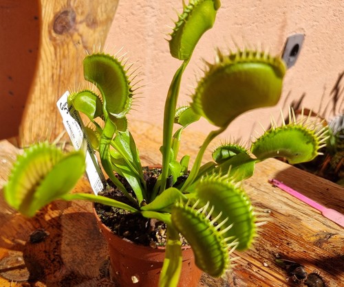 Dionaea muscipula giant - dionaea,