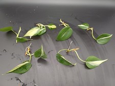 Philodendron cream splash - cream,