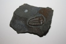 Trilobit, Ellipsocephalus