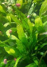 Aquarium: WINTERSALE!! 🐠🌱 1x kleiner Ableger Java Farn - Wasserpflanze