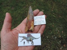 riesiger Zahn vom Spinosaurus