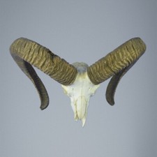 709MU Mufflon jagdtrophae, Wildschaf, Horn 72-73cm C.22,5cm DE 