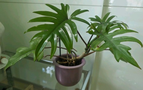 Philodendron mayoi schöne - philodendron, –