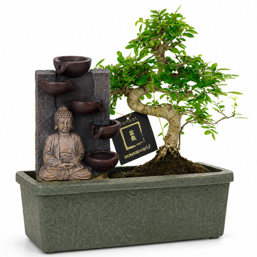 Bonsai baum form 10 - s-form, ca.