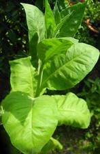 Tennessee Burley Tabaksamen Tabakanbau Rauchtabak Zigaretten Pfeifen Tabak Samen