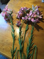 3 x große  Lilie "Stargazer"