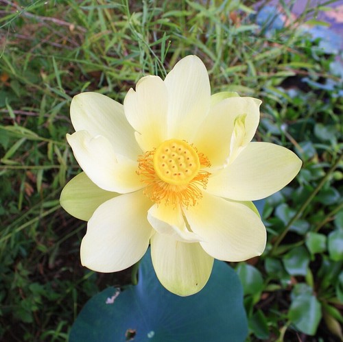 Winterharte gelbe - 🌸winterharte,