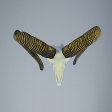 809MU Mufflon jagdtrophae, Wildschaf, Horn 76-77cm C.23cm DE 