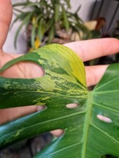 Monstera macha mint - monstera,