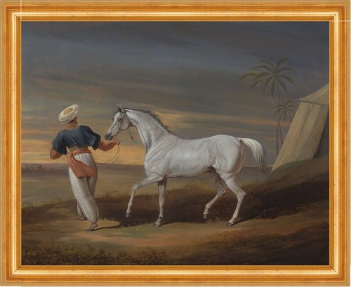 Araber pferd david dalby - david,