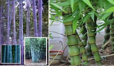 Bambus-Set Blau + Buddha für