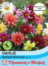 Dahlie 'Starlight Mischung' - Dahlia variabilis, Zwergdahlie, Samen, 3806