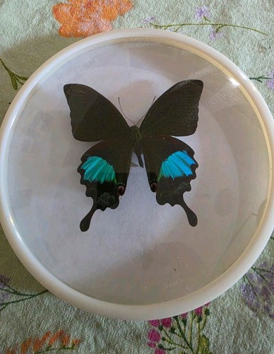 Schmetterling präparat aus - präparat,