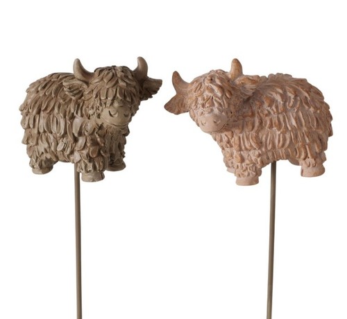 Stk highland cattle cow - cattle,