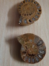 Ammonit 4 x 3 cm geschliffen