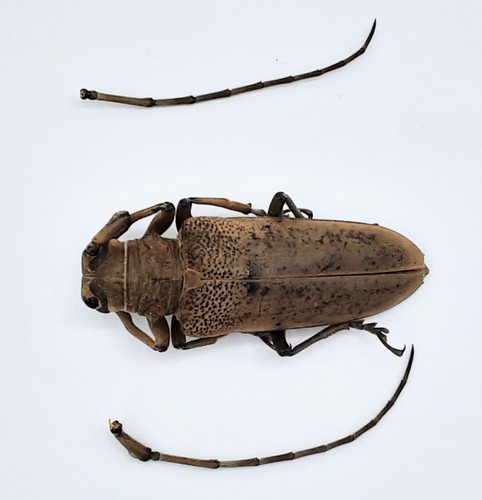 Cerambycidae apriona sp - cerambycidae,,