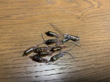 10 x IN-3 Nixie Röhren