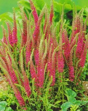 1 Veronica spicata Rotfuchs