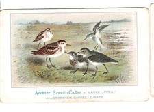 Brandt - Kaffee / älteres Kaufmannsbild / Vögel / Strandläufer / Foto
