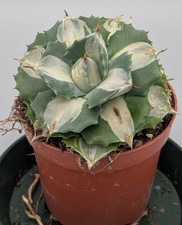 Agave Ouhi-Rajin-Variegata 