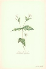 Wasser-Hornkraut - Malachium