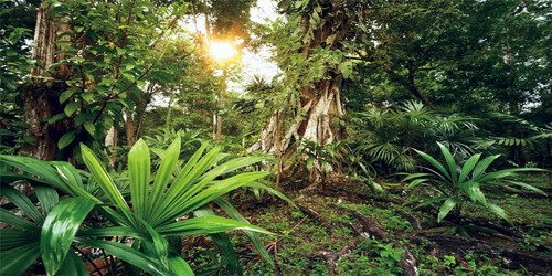 Terrarium hintergrund 120x50cm - terrarium,