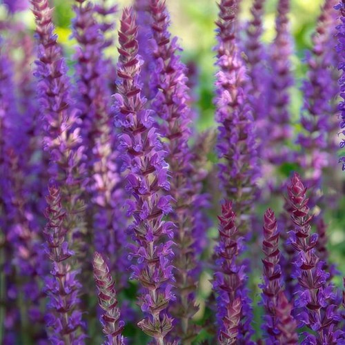 Blüten salbei salvia - –,