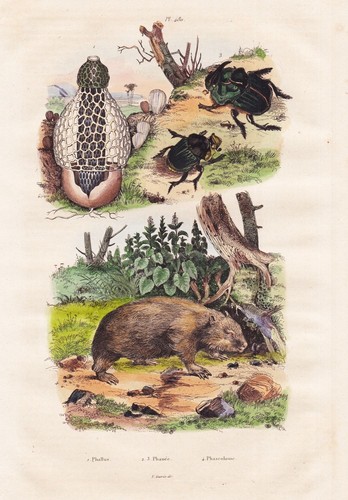 Wombats käfer mistkäfer - wombats,