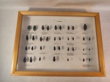 Setzkasten Schaukasten