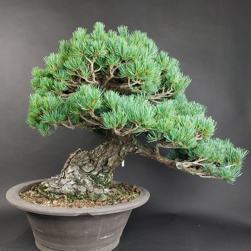 Bonsai mädchenkiefer pinus - -, mädchenkiefer,