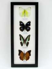 4 echte präparierte