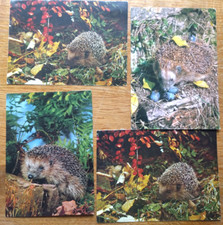 4 alte Postkarten:  1980er Jahre: Tiermotiv - Igel