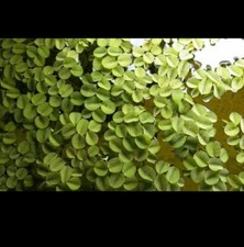 Aquariumpflanzen Büschelfarn 50 Schwimmpflanzen. Die Pflanze gegen Algen!!