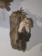 Steinmarder im Astloch