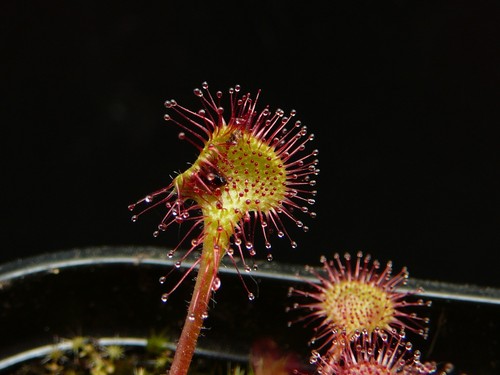 Drosera rotundifolia - 3x,